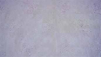 Lilac Organza Hologram Sprinkels