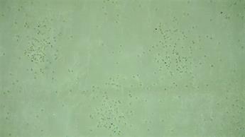 Lime Organza Hologram Sprinkels