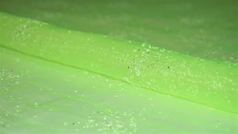 Lime Organza Hologram Sprinkels